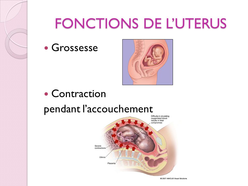 FONCTIONS DE L’UTERUS Grossesse Contraction pendant l’accouchement