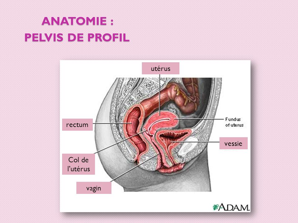 Anatomie : pelvis de profil