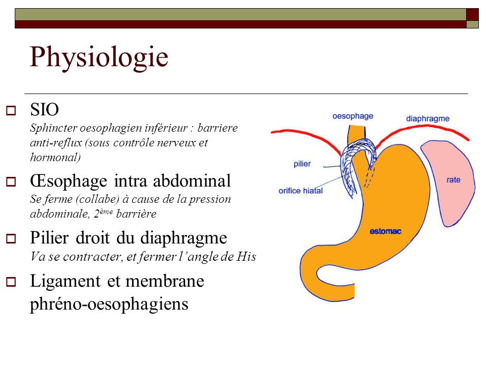 Physiologie SIO Sphincter oesophagien inférieur : barriere anti-reflux (sous contrôle nerveux et hormonal)