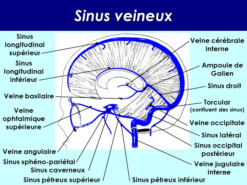 Sinus veineux Sinus longitudinal supérieur Veine cérébrale interne