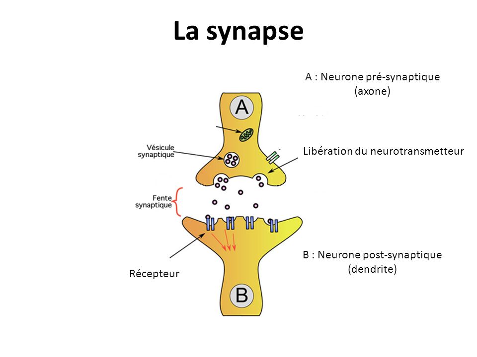 La synapse A : Neurone pré-synaptique (axone)