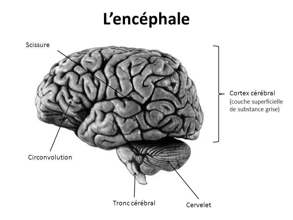 L’encéphale Scissure. Cortex cérébral (couche superficielle de substance grise) Circonvolution. Tronc cérébral.