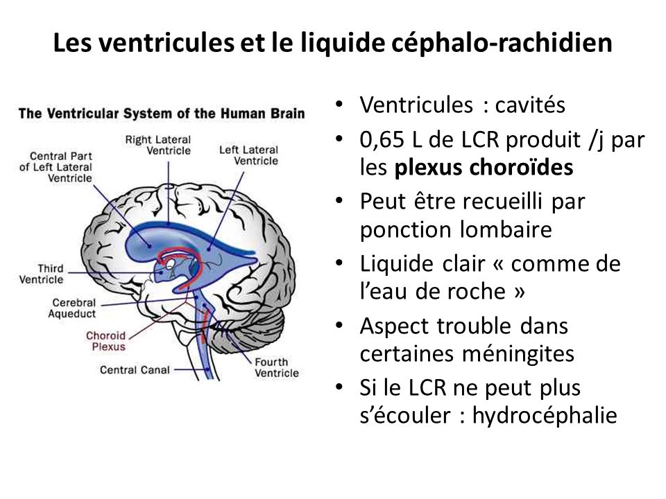 Les ventricules et le liquide céphalo-rachidien