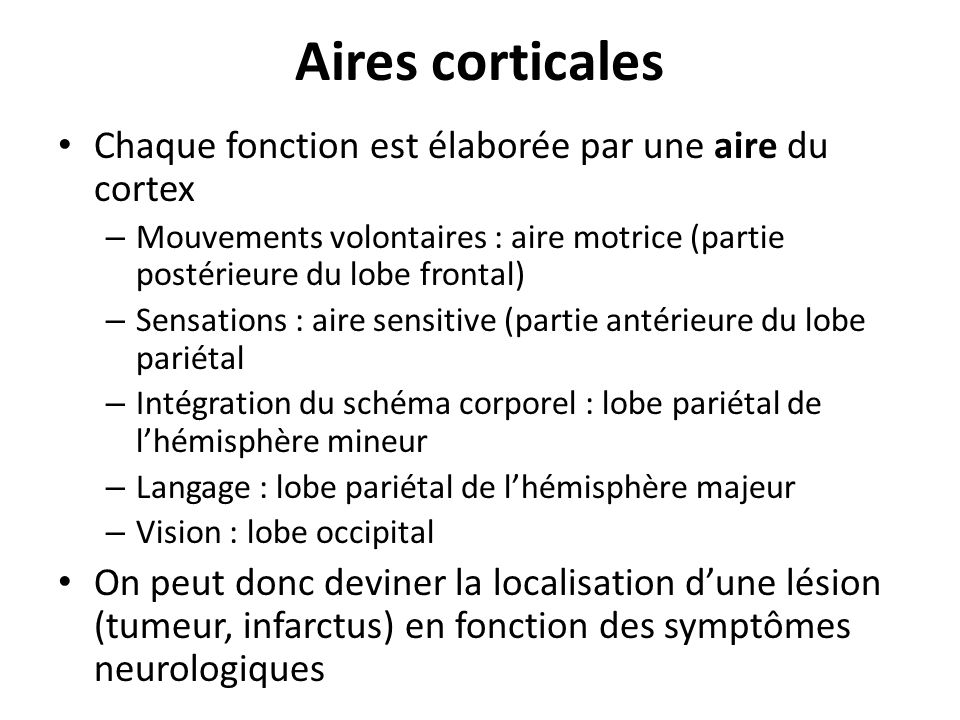 Aires corticales Chaque fonction est élaborée par une aire du cortex