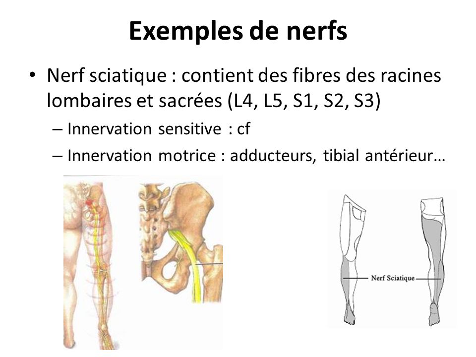 Exemples de nerfs Nerf sciatique : contient des fibres des racines lombaires et sacrées (L4, L5, S1, S2, S3)