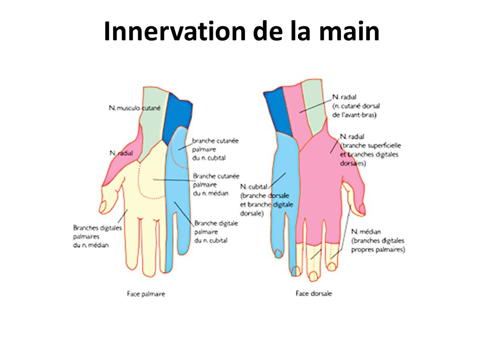 Innervation de la main