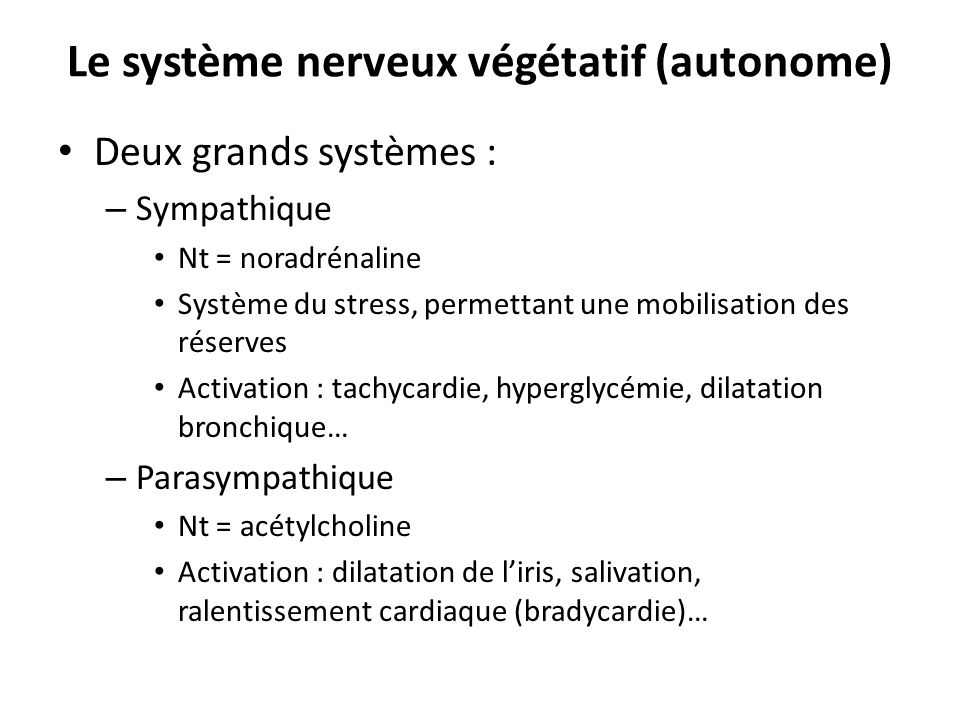 Le système nerveux végétatif (autonome)