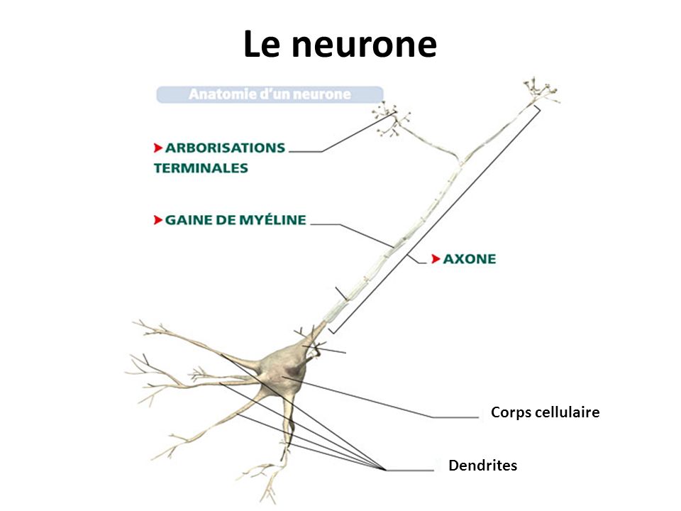 Le neurone Corps cellulaire Dendrites