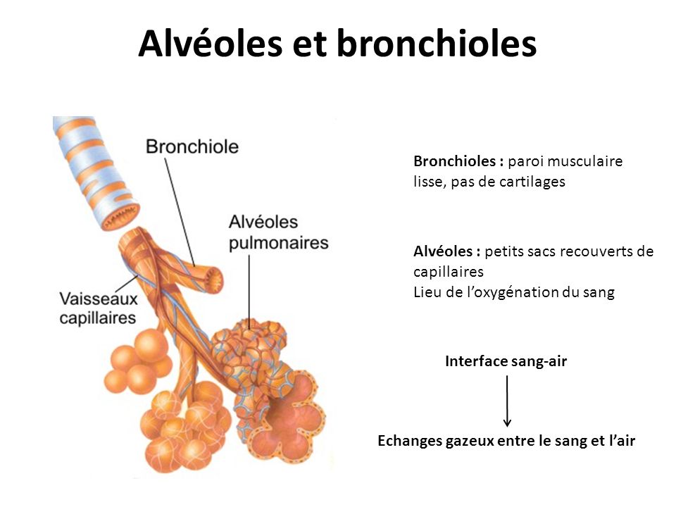 Alvéoles et bronchioles