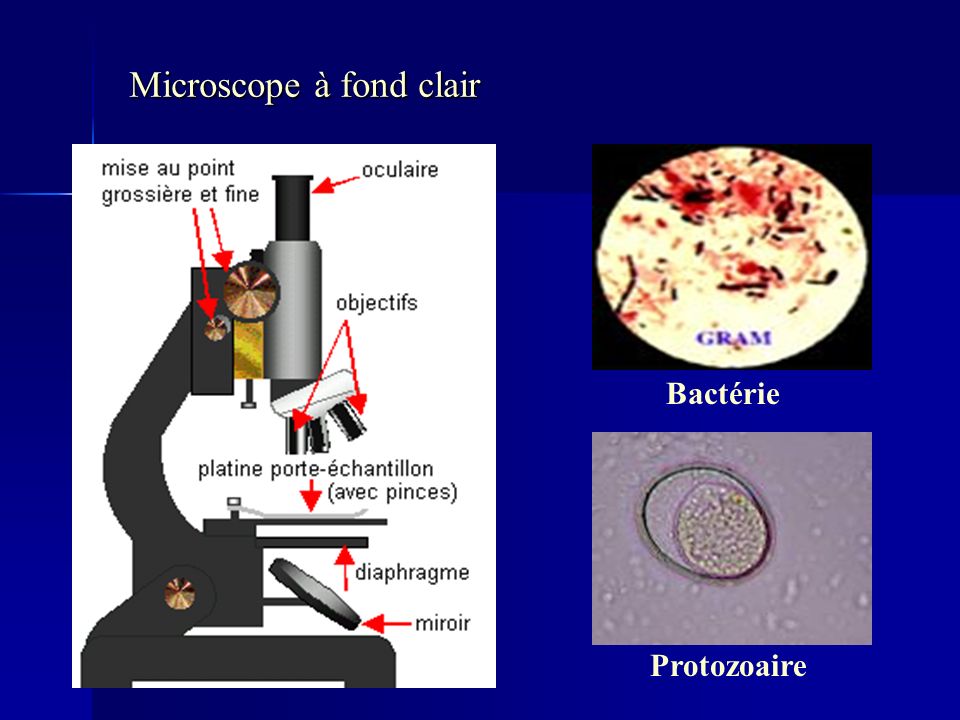 Microscope à fond clair