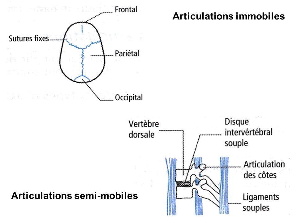 Articulations immobiles