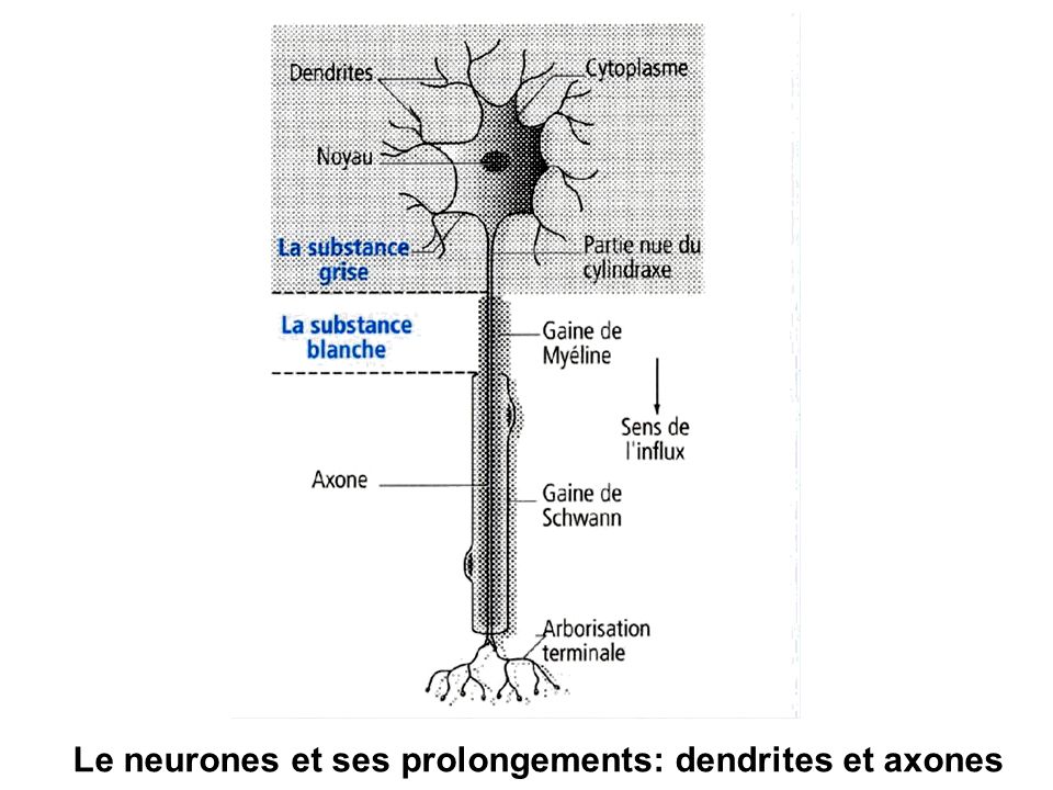 Le neurones et ses prolongements: dendrites et axones