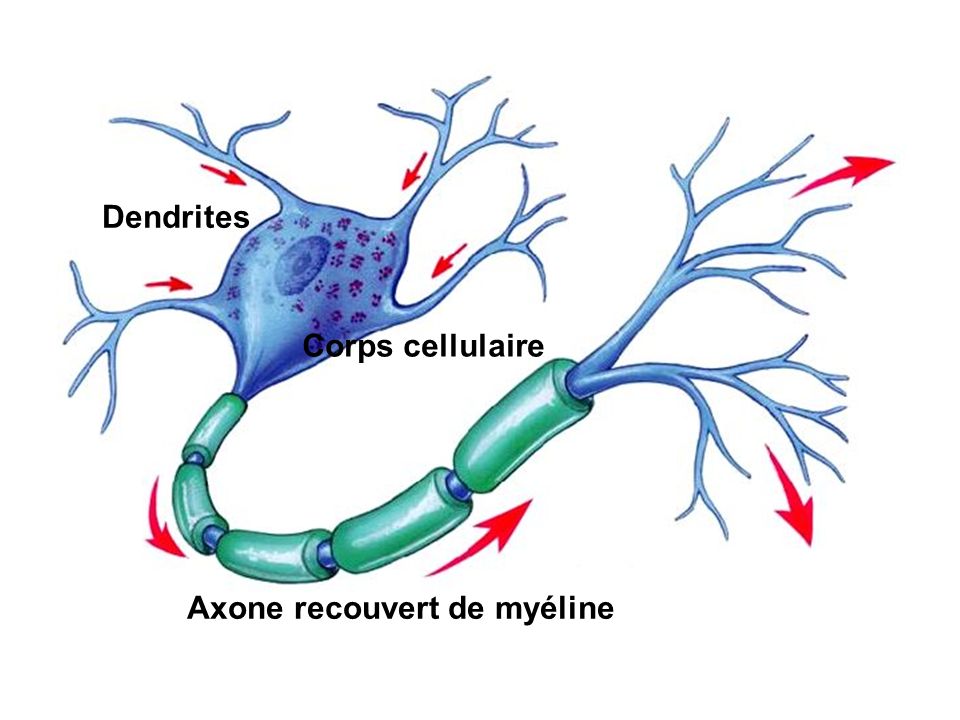 Dendrites Corps cellulaire Axone recouvert de myéline