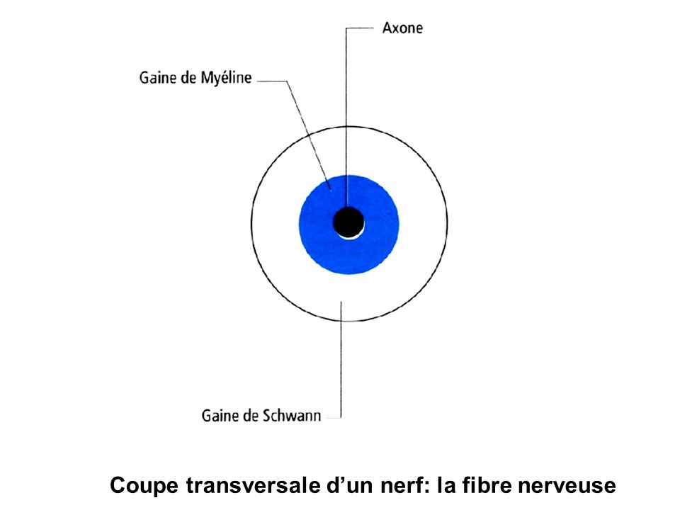 Coupe transversale d’un nerf: la fibre nerveuse