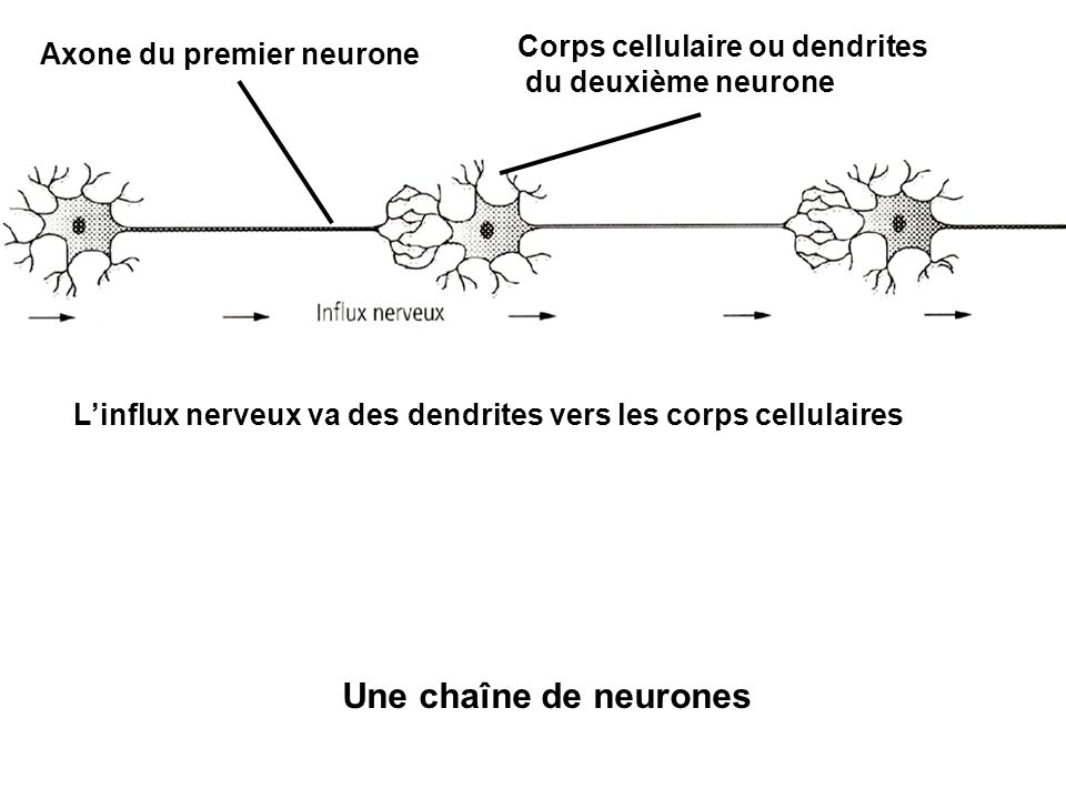 Une chaîne de neurones Corps cellulaire ou dendrites