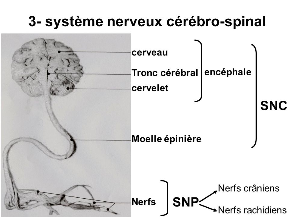 3- système nerveux cérébro-spinal