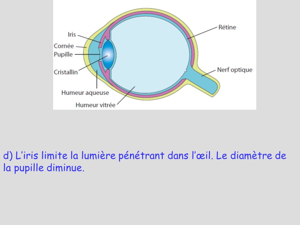 d) L’iris limite la lumière pénétrant dans l’œil