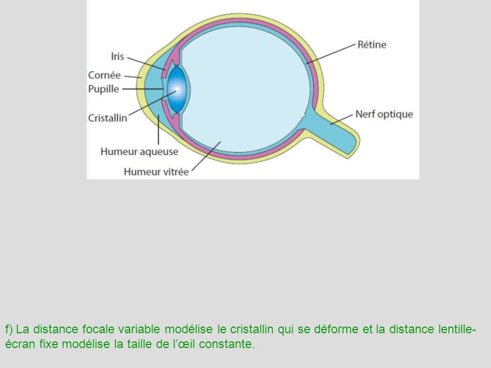 f) La distance focale variable modélise le cristallin qui se déforme et la distance lentille-écran fixe modélise la taille de l’œil constante.