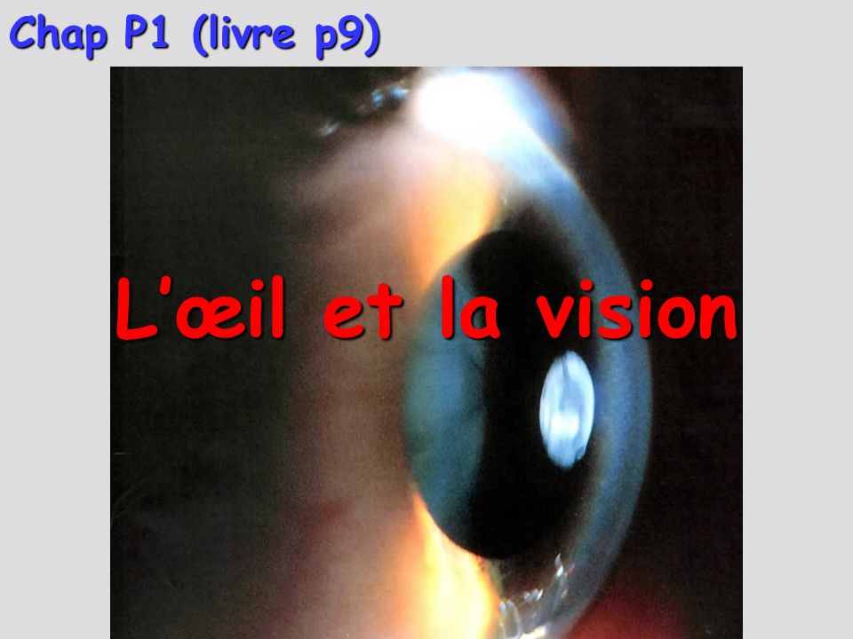 Chap P1 (livre p9) L’œil et la vision