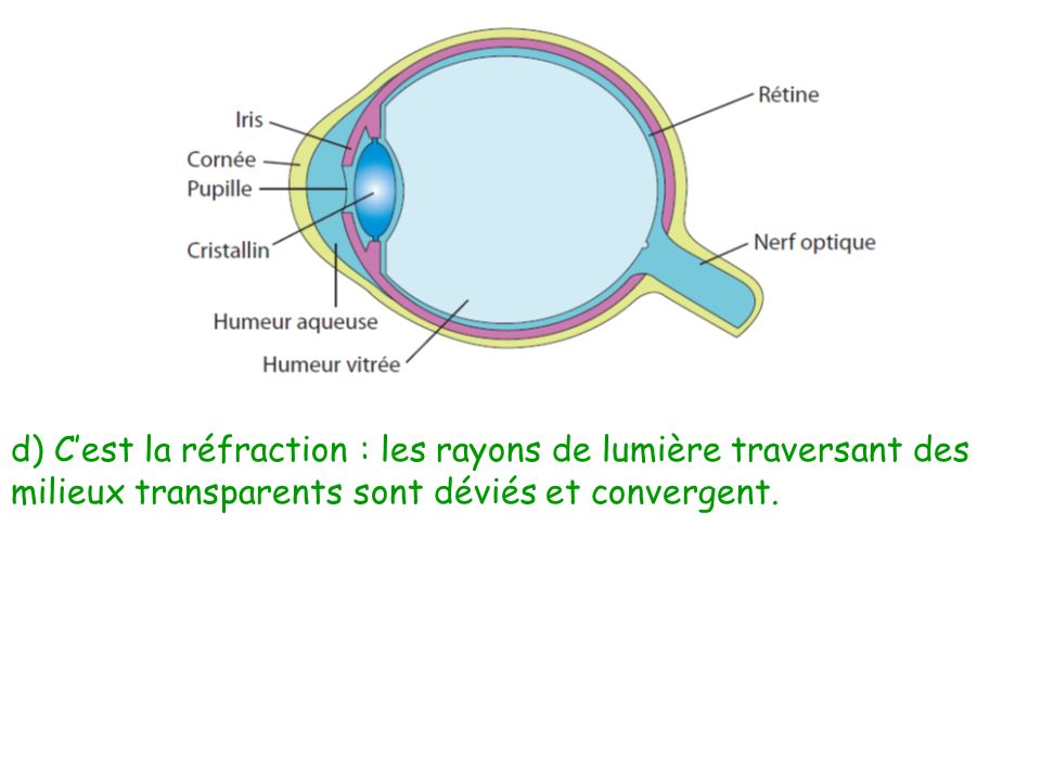 d) C’est la réfraction : les rayons de lumière traversant des milieux transparents sont déviés et convergent.