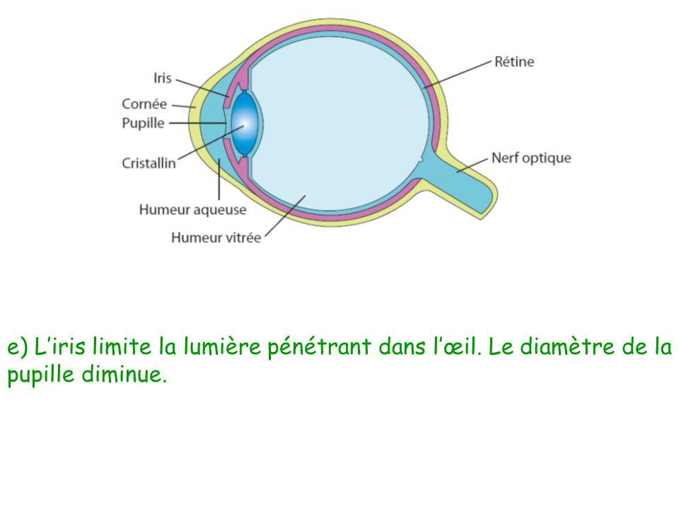 e) L’iris limite la lumière pénétrant dans l’œil