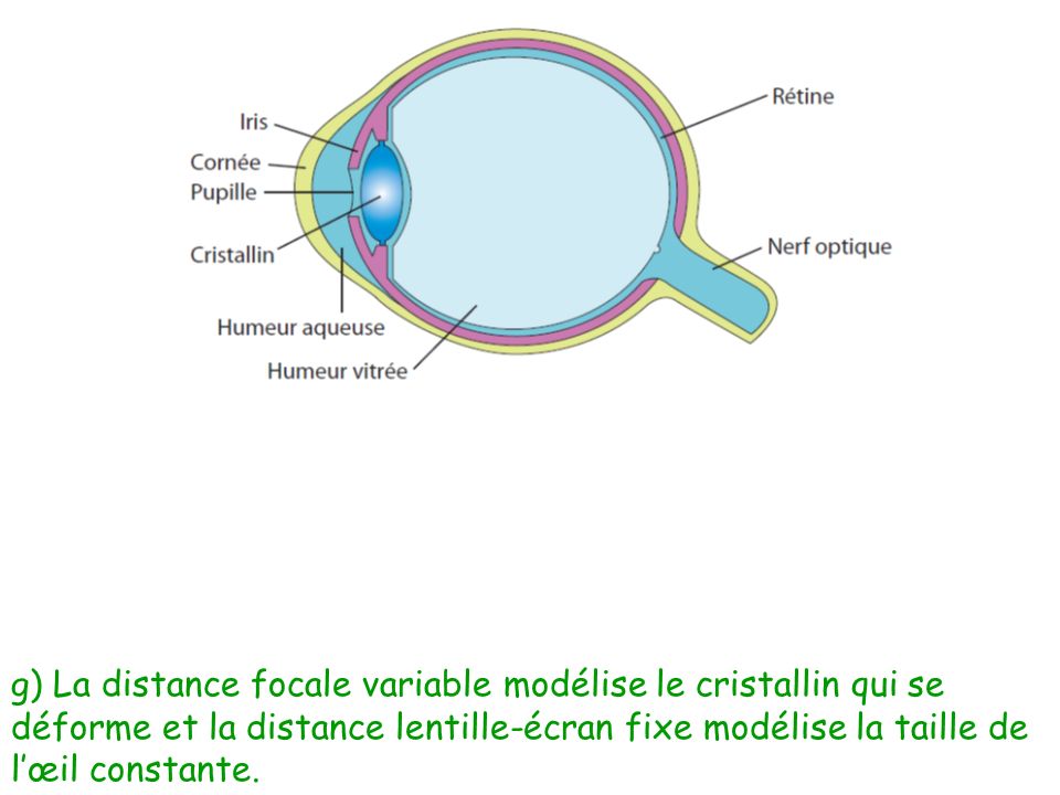 g) La distance focale variable modélise le cristallin qui se déforme et la distance lentille-écran fixe modélise la taille de l’œil constante.