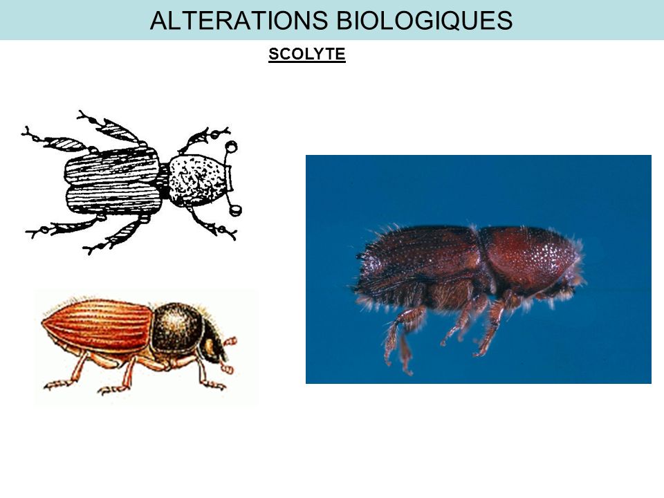 ALTERATIONS BIOLOGIQUES