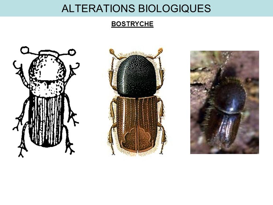 ALTERATIONS BIOLOGIQUES