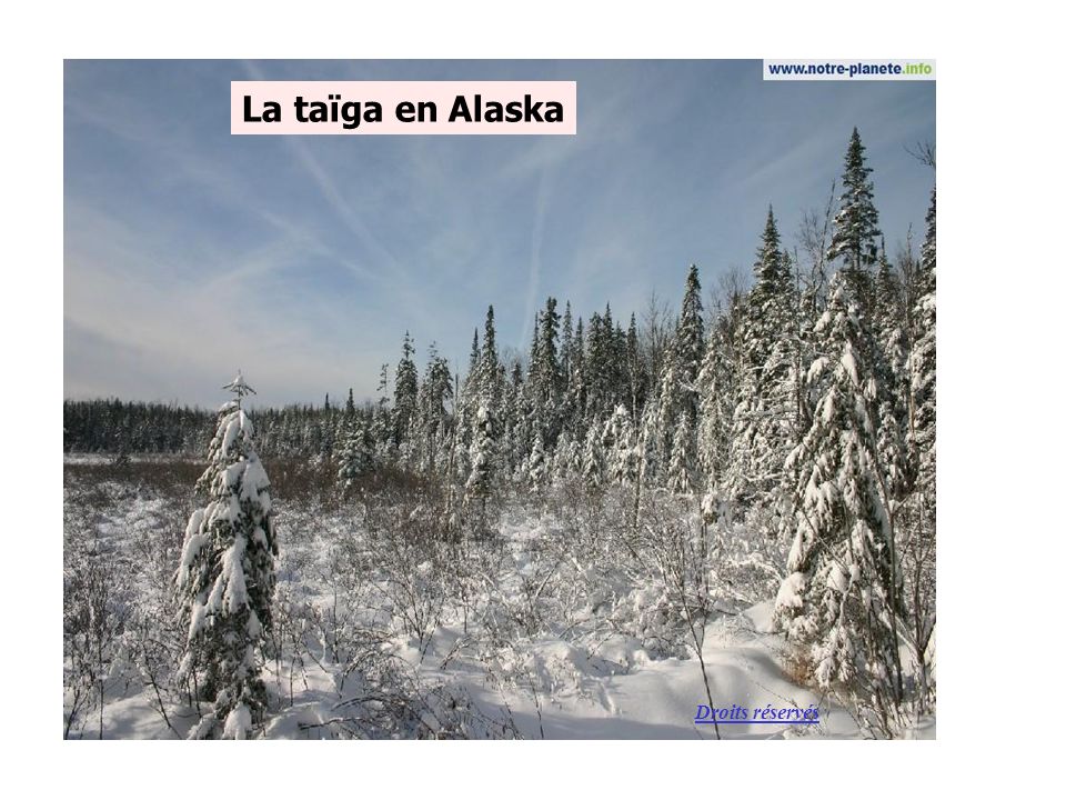 La taïga en Alaska Droits réservés