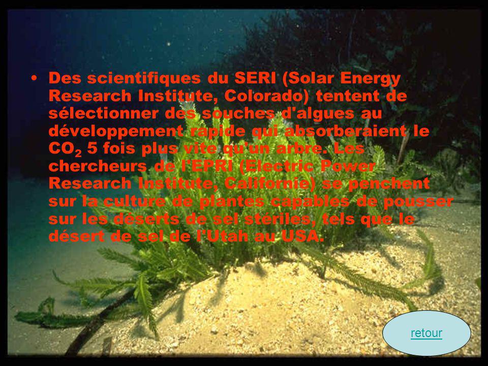 Des scientifiques du SERI (Solar Energy Research Institute, Colorado) tentent de sélectionner des souches d algues au développement rapide qui absorberaient le CO2 5 fois plus vite qu un arbre. Les chercheurs de l EPRI (Electric Power Research Institute, Californie) se penchent sur la culture de plantes capables de pousser sur les déserts de sel stériles, tels que le désert de sel de l Utah au USA.