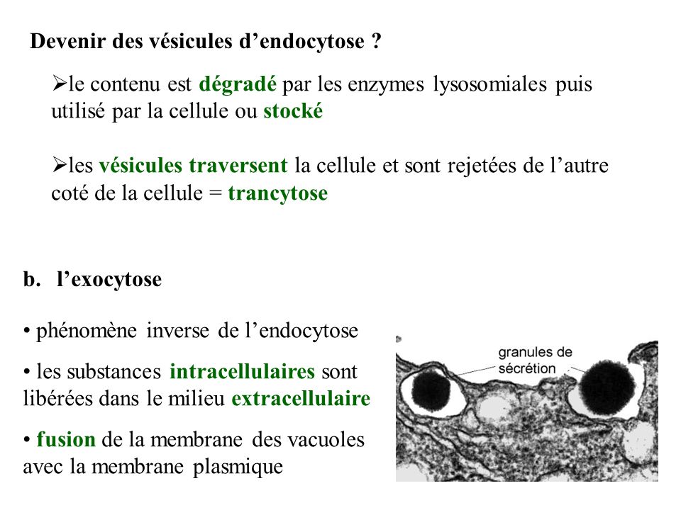 Devenir des vésicules d’endocytose