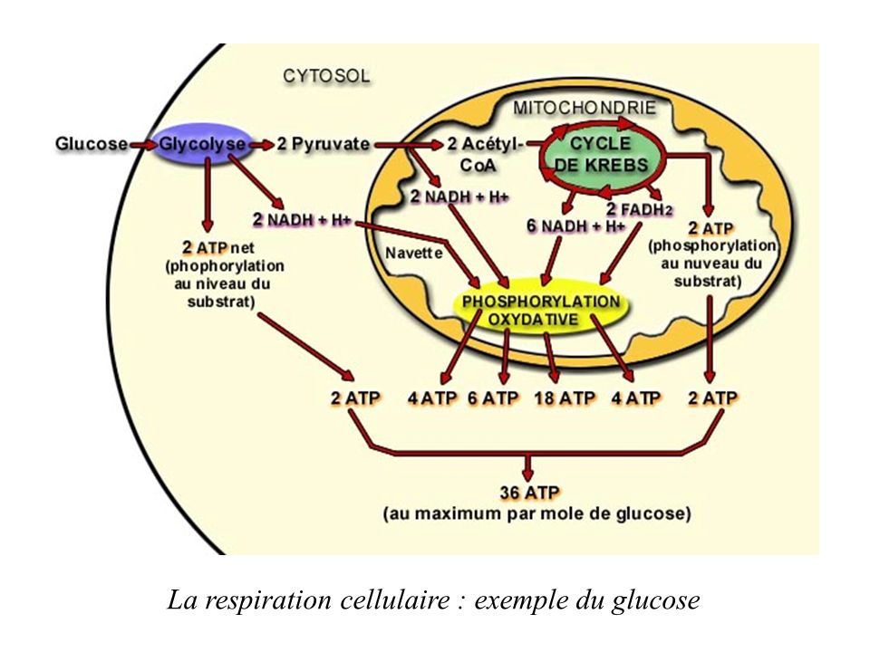 La respiration cellulaire : exemple du glucose