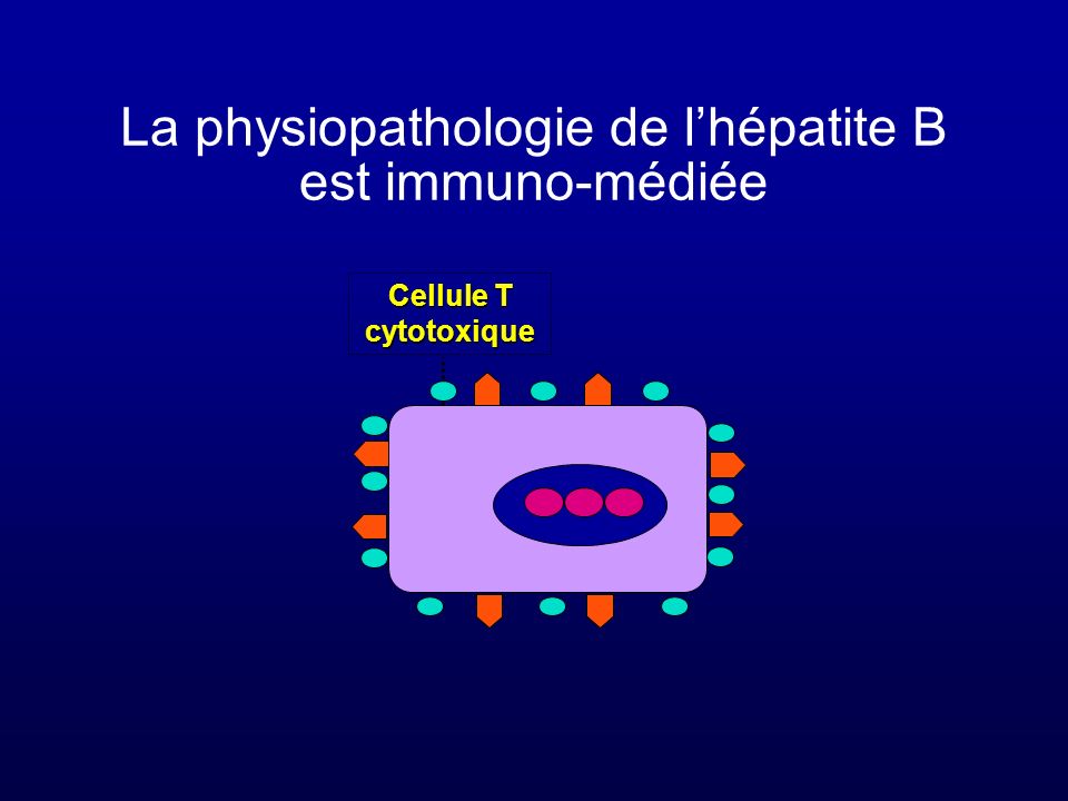 La physiopathologie de l’hépatite B est immuno-médiée