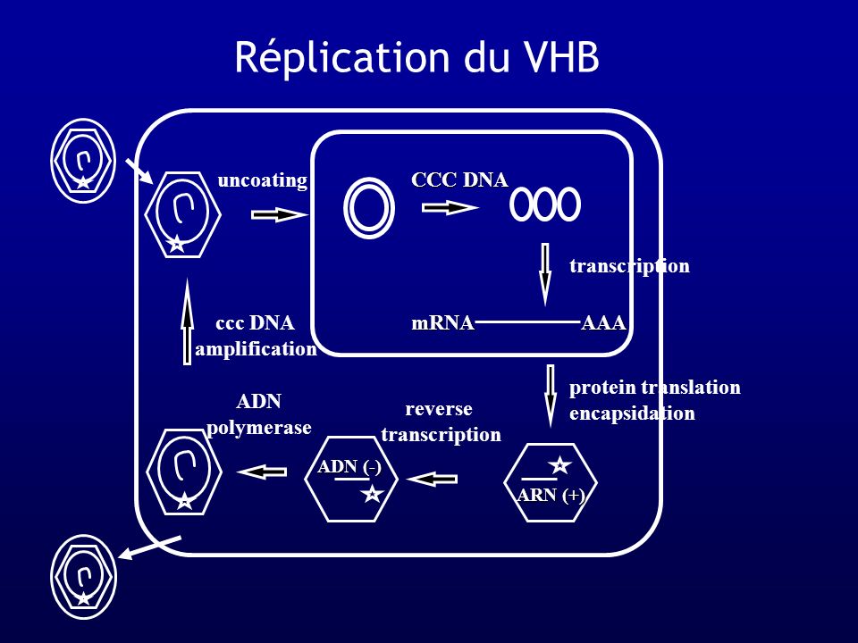 Réplication du VHB uncoating CCC DNA transcription ccc DNA