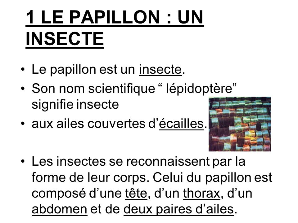 1 LE PAPILLON : UN INSECTE