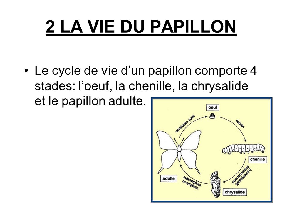 2 LA VIE DU PAPILLON Le cycle de vie d’un papillon comporte 4 stades: l’oeuf, la chenille, la chrysalide et le papillon adulte.