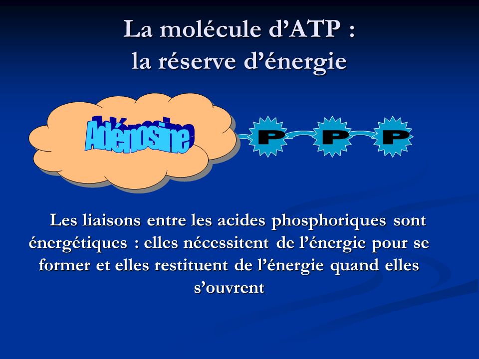 La molécule d’ATP : la réserve d’énergie