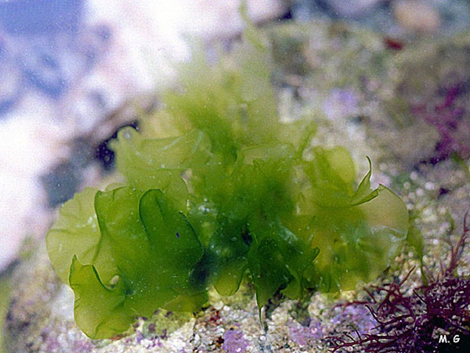 LAITUE DE MER – Ulva Lactuta – algue verte, contient de la chlorophylle ont donc besoin d’énormément de soleil, donc près de la surface.