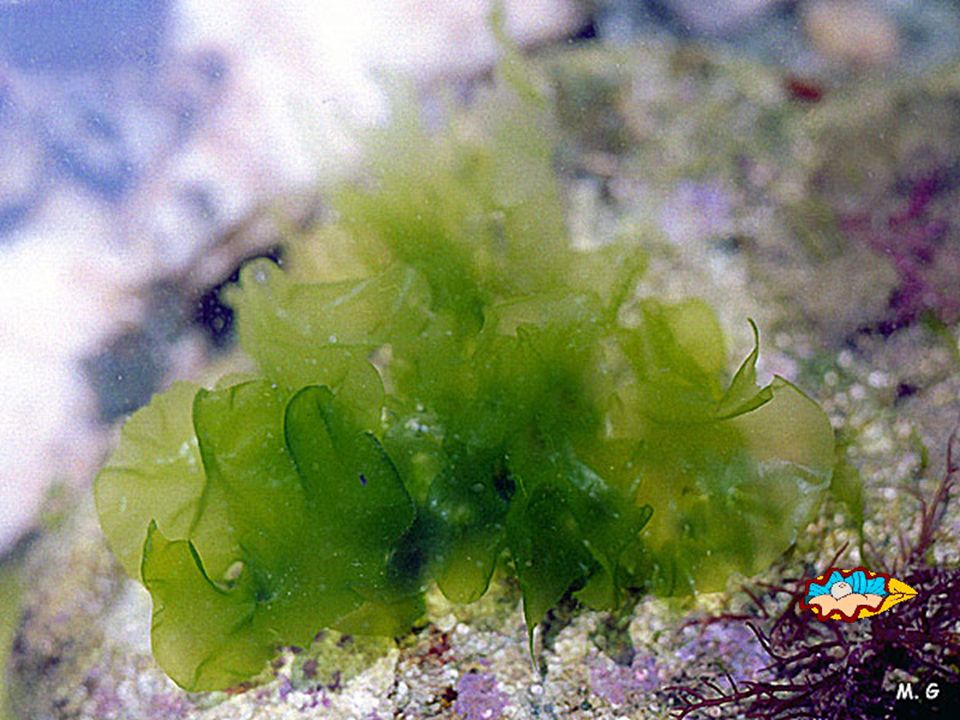 LAITUE DE MER – Ulva Lactuta – algue verte, contient de la chlorophylle ont donc besoin d’énormément de soleil, donc près de la surface.