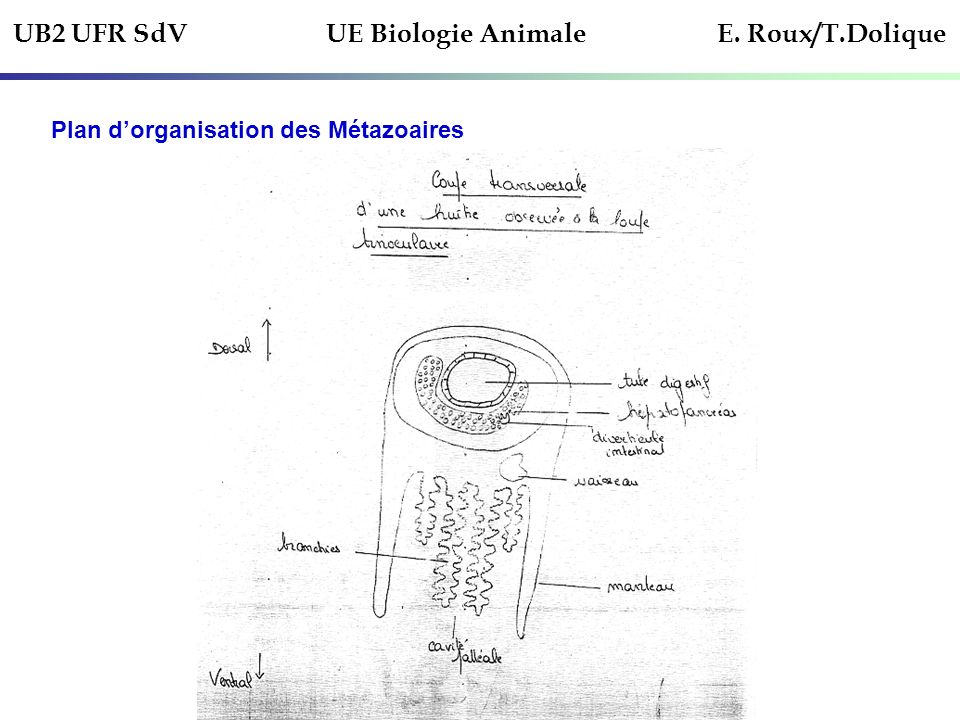 UB2 UFR SdV UE Biologie Animale E. Roux/T.Dolique