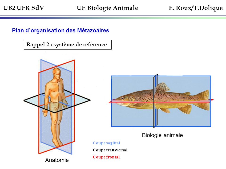 UB2 UFR SdV UE Biologie Animale E. Roux/T.Dolique