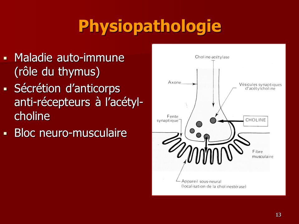 Physiopathologie Maladie auto-immune (rôle du thymus)