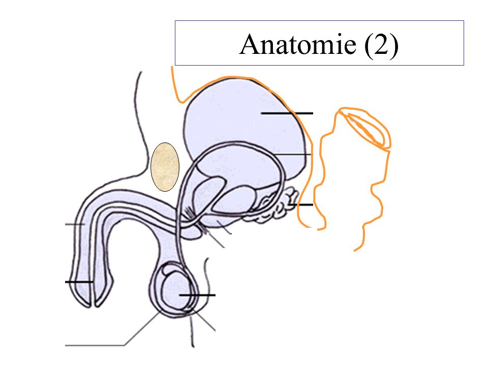 Anatomie (2)