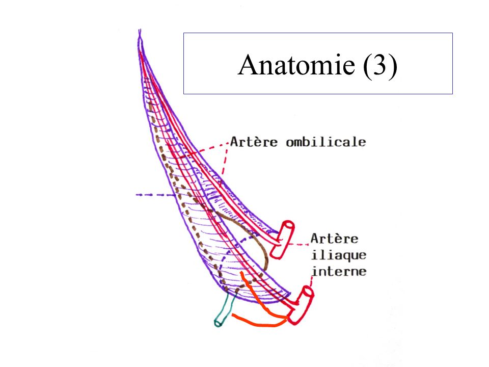 Anatomie (3)