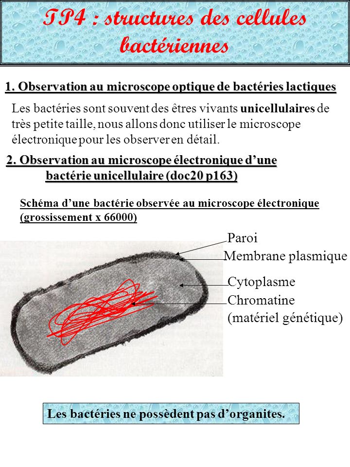 TP4 : structures des cellules bactériennes
