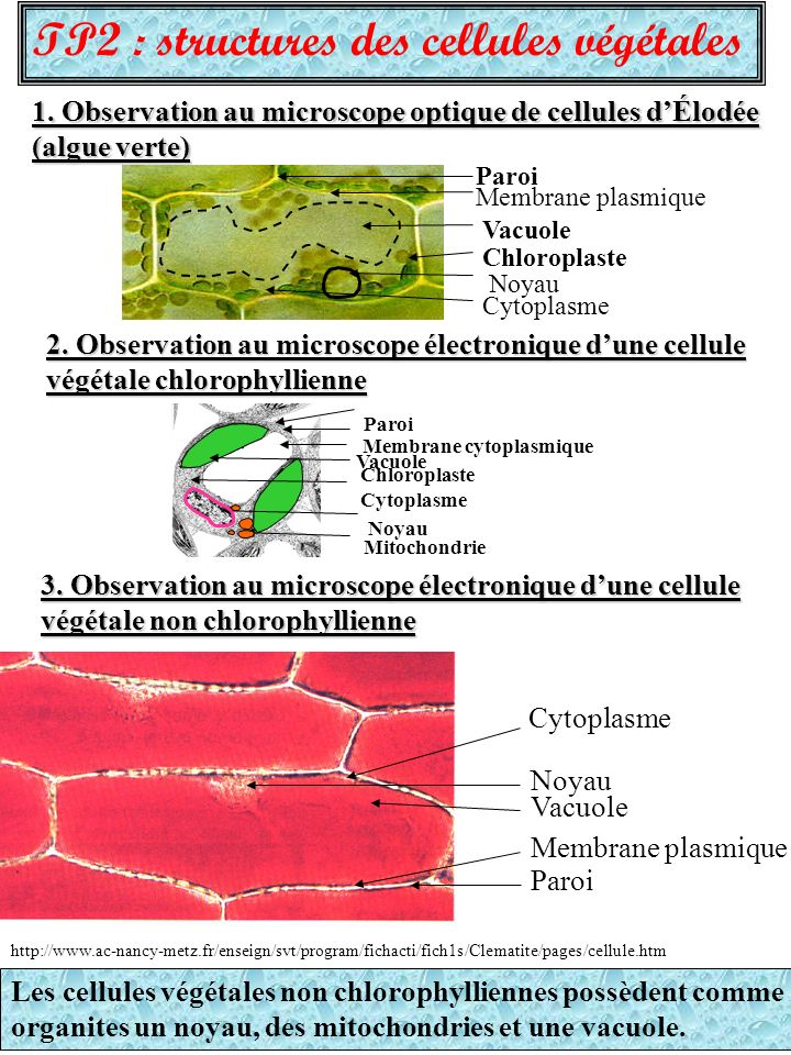 TP2 : structures des cellules végétales