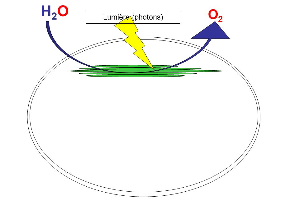H2O O2 Lumière (photons)