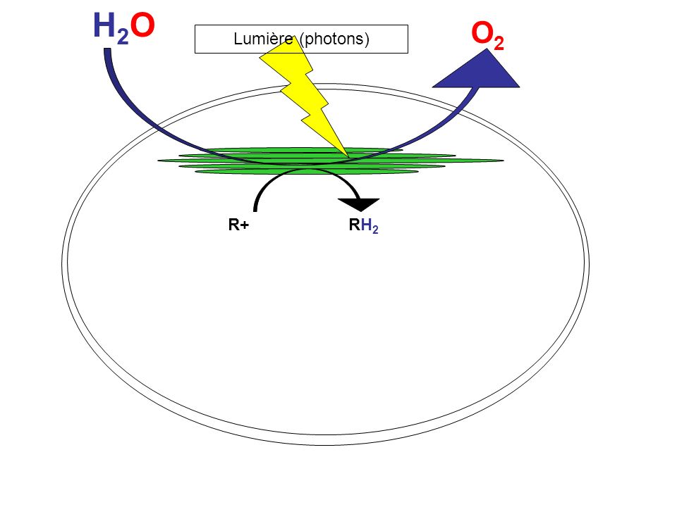 H2O O2 Lumière (photons) R+ RH2