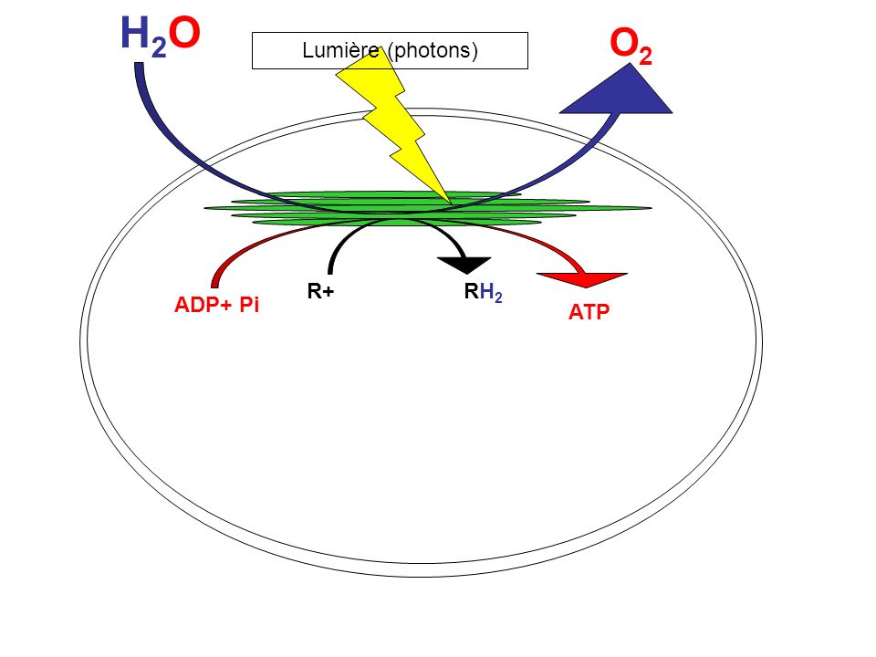 H2O O2 Lumière (photons) R+ RH2 ADP+ Pi ATP