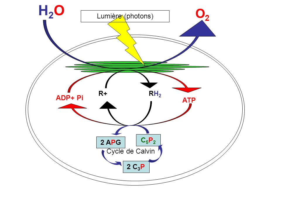 H2O O2 Lumière (photons) R+ RH2 ADP+ Pi ATP C5P2 2 APG Cycle de Calvin